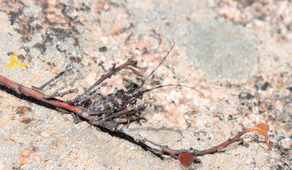A long-horned beetle Spotted Pine Sawyer Monochamus clamator perched on a wyoming rock surface among twigs and natural debris