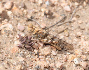 A camouflaged Wrangler grasshopper Circotettix rabula perched on the ground in Wyoming