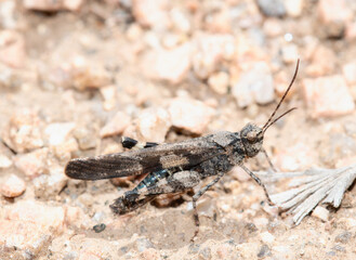 A Masked grasshopper Trimerotropis cincta perched on the ground in Wyoming