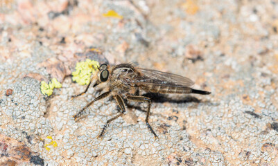 A female robber fly in the genus Efferia insect perched on a rocky surface in Wyoming