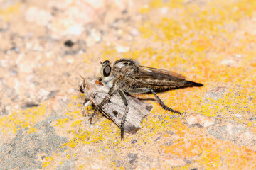 A Female robber fly in the genus Efferia with a large moth Chersotis juncta on the ground in wyoming