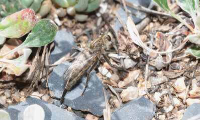 A female robber fly in the genus efferia perched among rocks and vegetation in Wyoming