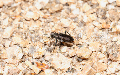 Boreal long lipped tiger beetle Cicindela longilabris on gravel surface in Wyoming