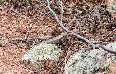 A Prairie lizard Sceloporus consobrinus foraging on rocky terrain in Colorado among scattered vegetation and branches