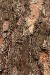 Pine bark close-up. Natural texture. Tree trunk in the forest. Natural background. Pine bark texture