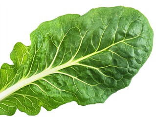 Obraz premium a lettuce leaf with veins visible, macro photography, detailed texture, isolated on white background