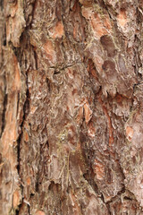 Pine bark close-up. Natural texture. Tree trunk in the forest. Natural background. Pine bark texture