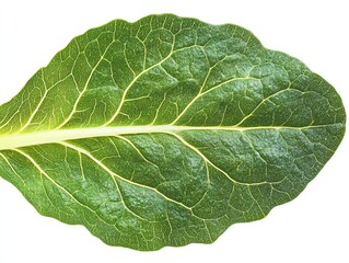 a lettuce leaf with veins visible, macro photography, detailed texture, isolated on white background