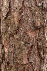 Pine bark close-up. Natural texture. Tree trunk in the forest. Natural background. Pine bark texture
