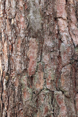 Pine bark close-up. Natural texture. Tree trunk in the forest. Natural background. Pine bark texture