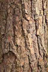 Pine bark close-up. Natural texture. Tree trunk in the forest. Natural background. Pine bark texture