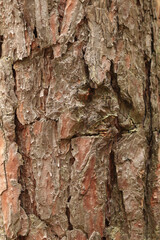 Pine bark texture, close-up. Natural wooden background. Tree trunk in the forest. Natural texture. Tree in the forest