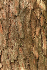Pine bark texture, close-up. Natural wooden background. Tree trunk in the forest. Natural texture. Tree in the forest