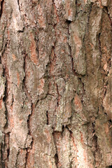 Pine bark texture, close-up. Natural wooden background. Tree trunk in the forest. Natural texture. Tree in the forest