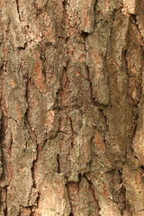 Pine bark texture, close-up. Natural wooden background. Tree trunk in the forest. Natural texture. Tree in the forest