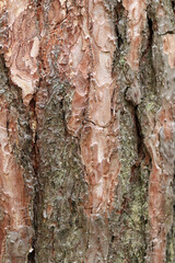 Pine bark texture, close-up. Natural wooden background. Tree trunk in the forest. Natural texture. Tree in the forest
