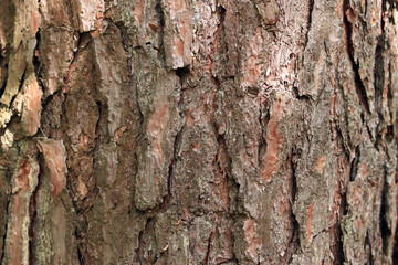 Pine bark close-up. Natural texture. Tree trunk in the forest. Natural background. Pine bark texture