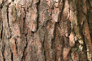 Pine bark close-up. Natural texture. Tree trunk in the forest. Natural background. Pine bark texture
