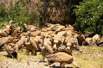 Close-up of Griffon vultures (Eurasion griffon, Gyps fulvus) at a feeding station