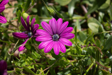 Purple flower in the garden