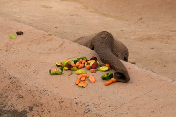 Elephant feeding time