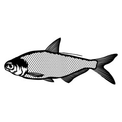Gizzard Shad  Fish