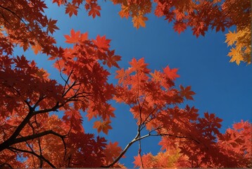 autumn foliage is red against a blue sky