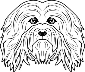 Havanese