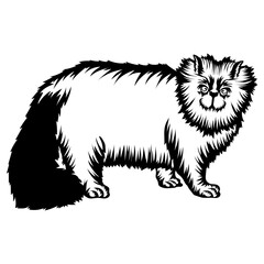 Obraz premium Himalayan Cat