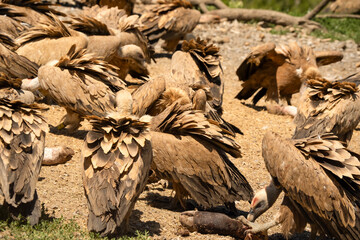 Close-up of Griffon vultures (Eurasion griffon, Gyps fulvus) at a feeding station
