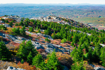 Fototapeta premium Pine trees on the hills of mount Monadnock
