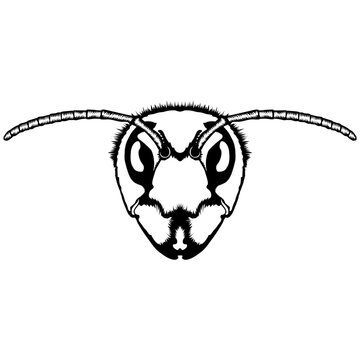 Hornet Face