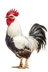 White and black feathered rooster standing proudly with its head held high, gazing into the distance, isolated on a white background
