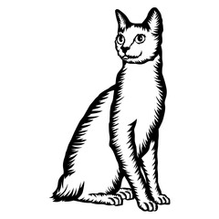 Japanese Bobtail Cat