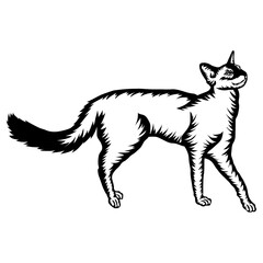 Javanese Cat