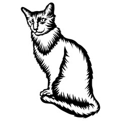 Javanese Cat