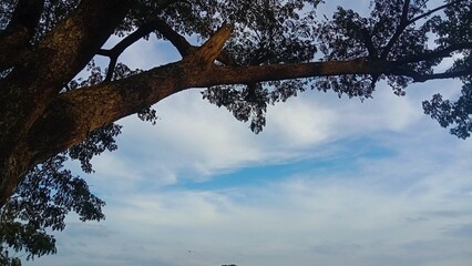 Blue sky and beautiful cloud with meadow tree. Plain landscape background for summer poster. The best view for holiday.