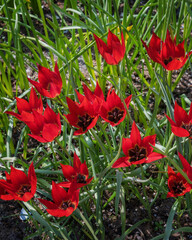 Fototapeta premium Tulipa Tubergeniana. Very rare old tulips from Keukenhof