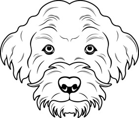 Labradoodle
