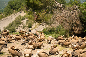 Close-up of Griffon vultures (Eurasion griffon, Gyps fulvus) at a feeding station