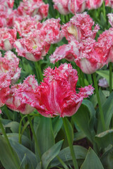 Tulip fringed Dallas, a goblet-shaped flower, large, bright pink with white fringe