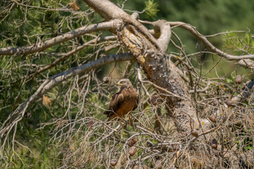 a black kite (Milvus migrans) at a vulture feeding site