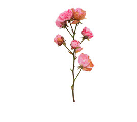 pink orchid isolated on white  Transparent background , pink rose branch png. Pink rose isolated in white transparent background. 