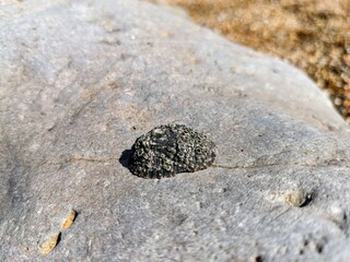 Closeup of a rock in Biarritz, France - August 2024