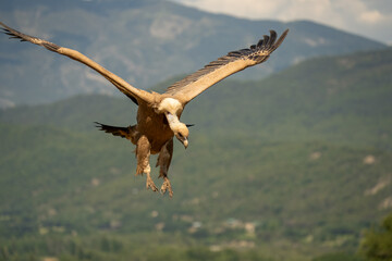 Close-up of a Griffon vulture (Eurasion griffon, Gyps fulvus) on final approach to landing