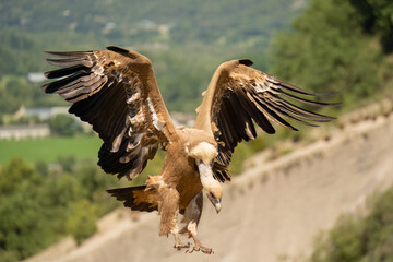 Close-up of Griffon vultures (Eurasion griffon, Gyps fulvus) at a feeding station