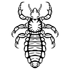 Louse