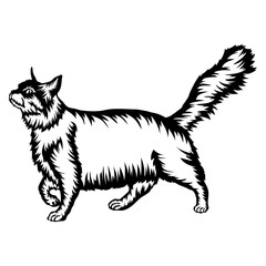 Maine Coon Cat
