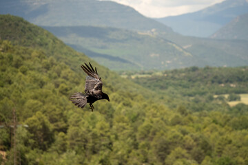 close-up of a common raven (Corvus Corax) flying and preparing to land, glistening in sunshine