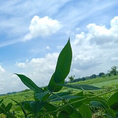 Blue sky and beautiful cloud with meadow tree. Plain landscape background for summer poster. The best view for holiday.